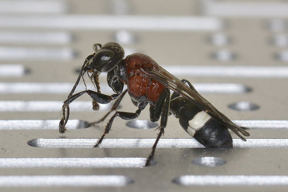 Harpactus formosus? No: Oryttus concinnus, Crabronidae